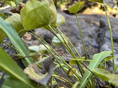 Oxyria digyna