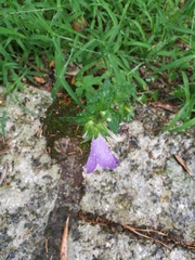 Campanula