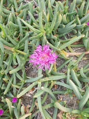 Carpobrotus rossii