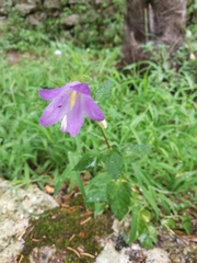 Campanula
