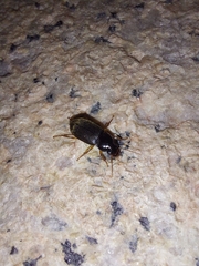 Harpalus rufipes