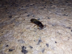 Harpalus rufipes
