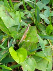Conocephalus fasciatus