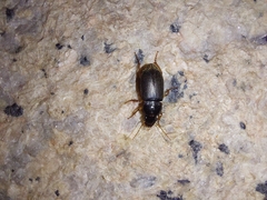 Harpalus rufipes