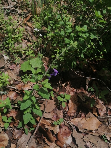 Image of Salvia zamoranensis by (c) Erick Vélez Sánchez, some rights reserved (CC BY)