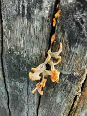 Dacrymyces spathularia