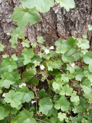 Cymbalaria muralis