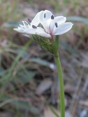 Burchardia umbellata
