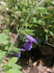 Salvia zamoranensis
