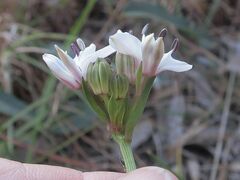 Burchardia umbellata