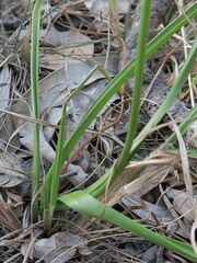 Burchardia umbellata