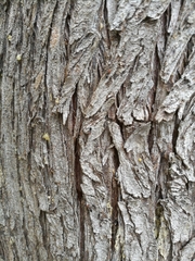 Crematogaster scutellaris