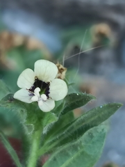 Hyoscyamus albus