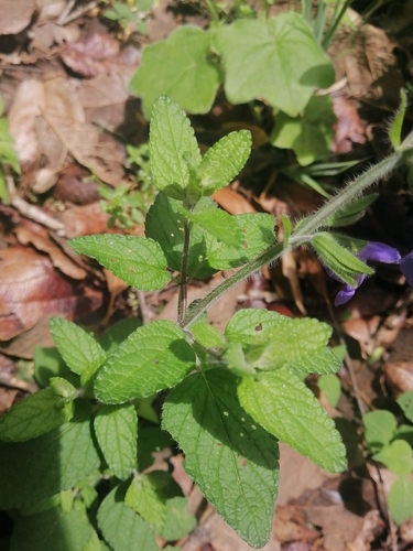 Image of Salvia zamoranensis by (c) Erick Vélez Sánchez, some rights reserved (CC BY)