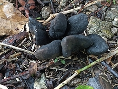 Helvella lacunosa