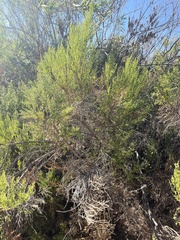 Baccharis sarothroides