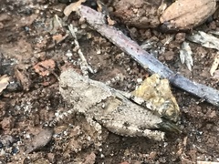 Trimerotropini