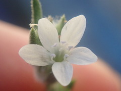 Eriastrum sparsiflorum
