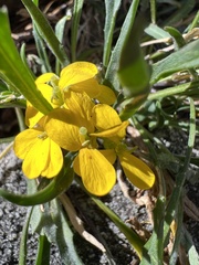 Erysimum capitatum