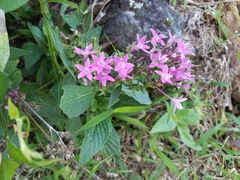 Pentas lanceolata