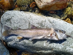 Salvelinus confluentus