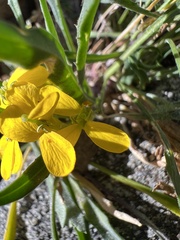 Erysimum capitatum