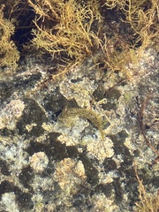 Parablennius parvicornis