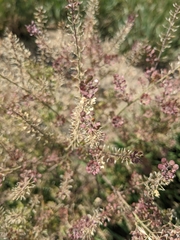 Lepidium densiflorum