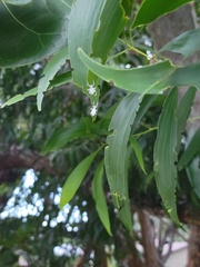 Myllocerus undecimpustulatus