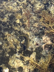 Parablennius parvicornis