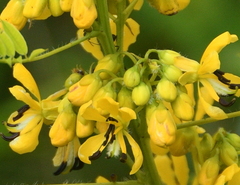 Senna hebecarpa