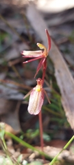 Cyrtostylis robusta