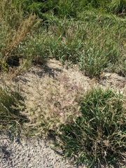 Lepidium densiflorum