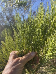 Baccharis sarothroides
