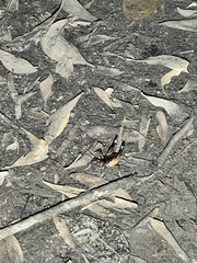 Penalva flavocalceata