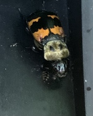 Nicrophorus tomentosus