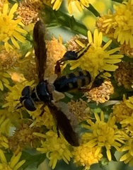 Trichopoda plumipes