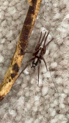 Herpyllus propinquus