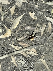 Penalva flavocalceata
