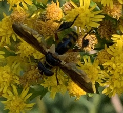 Trichopoda plumipes
