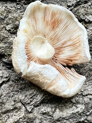 Russulales