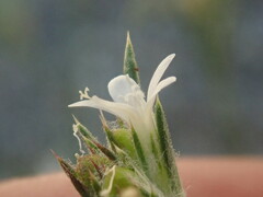 Eriastrum sparsiflorum