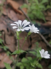 Stellaria