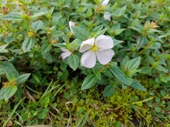 Pterolepis glomerata