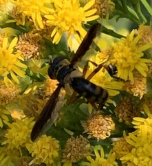 Trichopoda plumipes