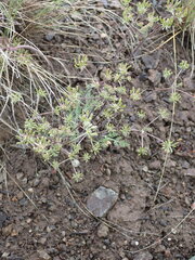 Lomatium