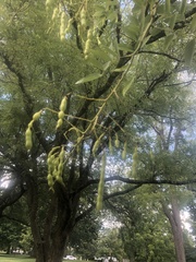 Styphnolobium japonicum