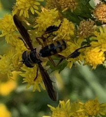 Trichopoda plumipes