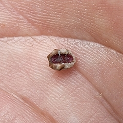 Ceroplastes sinensis