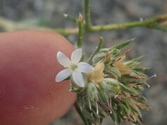 Eriastrum sparsiflorum